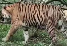 करौली के करणपुर में बाघ के हमले से युवक घायल