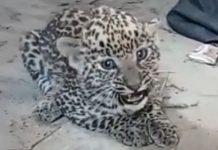 भीलवाड़ा में सड़क किनारे तेंदुए के चार शावक मिले