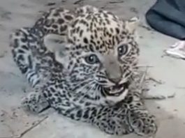 भीलवाड़ा में सड़क किनारे तेंदुए के चार शावक मिले