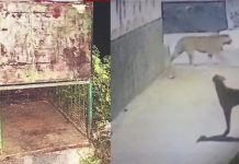 अजमेर : CRPF के रिहायशी क्षेत्र में आए तेंदुए को पकड़ने के लिए पिंजरा लगाया