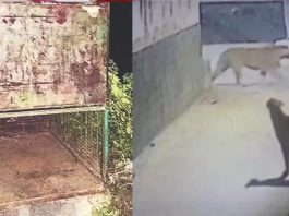 अजमेर : CRPF के रिहायशी क्षेत्र में आए तेंदुए को पकड़ने के लिए पिंजरा लगाया