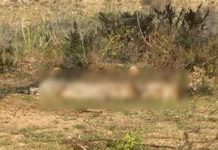 मध्यप्रदेश में चीते को टक्कर मारकर भागा कार चालक बारां में अरेस्ट