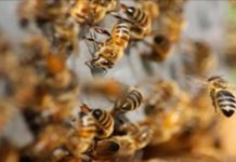 श्रीगंगानगर : बीएसएफ भर्ती रैली में मधुमक्खियों का हमला, 25 से अधिक अभ्यर्थी घायल