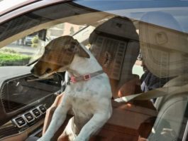 रेणुका चौधरी का बयान संसद में काम करने वाले सभी लोगों का अपमान : भाजपा