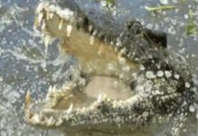 रणथंभौर बाघ अभयारण्य में दो मगरमच्छों की भिड़ंत देखकर पर्यटकों की सांसें थमीं