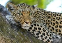 रणथम्भौर बाघ अभयारण्य में तेंदुए ने बालक को शिकार बनाया