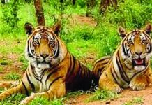 सरिस्का बाघ अभयारण्य में बाघों की संख्या बढ़कर 50