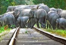 सैरांग-नई दिल्ली राजधानी एक्सप्रेस असम में हाथी टकराया, 8 डिब्बे, इंजन पटरी से उतरे