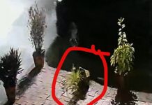 आबूरोड में गिरा एक गमला, सिरोही के नेताजी ने हिला दिया पुलिस अमला