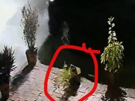 आबूरोड में गिरा एक गमला, सिरोही के नेताजी ने हिला दिया पुलिस अमला