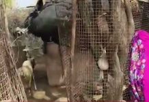 बयाना में अज्ञात जंगली जानवरों के हमले से 10 भेड़-बकरियों की मौत