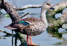 जयपुर के कानोता कैंप रिजॉर्ट में बर्ड फेस्टिवल–2026 का शुभारंभ