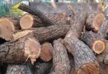 चित्तौड़गढ़ : 12 टन से अधिक अवैध खैर की लकड़ी ले जाते दो आरोपी अरेस्ट