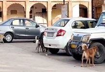 सरकारी अस्पतालों से कुत्ते भगाने की जिम्मेदारी चिकित्सकों को सौंपी