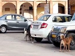 सरकारी अस्पतालों से कुत्ते भगाने की जिम्मेदारी चिकित्सकों को सौंपी