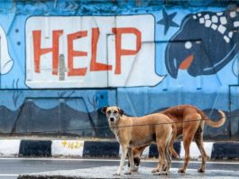 जयपुर एयरपोर्ट के बाहर विदेशी महिला पर आवारा कुत्ते का हमला, मानवाधिकार आयोग ने लिया संज्ञान