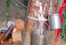 इटावा में नीम का पेड़ बना भगवान का अवतार, पूजा अर्चना कर रहे लोग