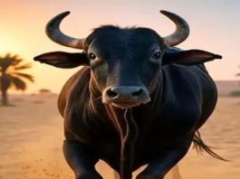 श्रीगंगानगर में सांड के हमले से कर्मचारी की मौत