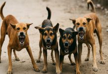 आबूरोड में बढती डाॅग बाईट्स, प्रशासक और ईओ की न्यायिक अवमानना!