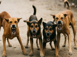 आबूरोड में बढती डाॅग बाईट्स, प्रशासक और ईओ की न्यायिक अवमानना!