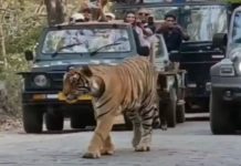 सवाई माधोपुर में अचानक पर्यटकों और श्रद्धालुओं का रास्ता रोककर खड़ा हो बाघ