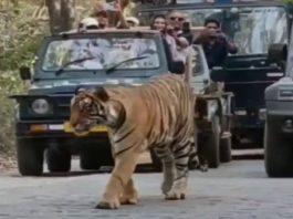 सवाई माधोपुर में अचानक पर्यटकों और श्रद्धालुओं का रास्ता रोककर खड़ा हो बाघ