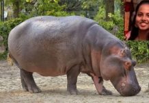 कर्नाटक में दरियाई घोड़े के हमले में पशु चिकित्सक की मौत, 30 लाख रुपए की अनुग्रह राशि घोषित