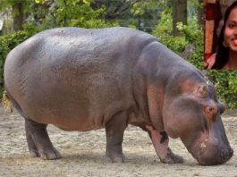 कर्नाटक में दरियाई घोड़े के हमले में पशु चिकित्सक की मौत, 30 लाख रुपए की अनुग्रह राशि घोषित