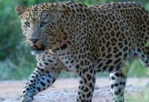 अलवर के आबादी क्षेत्र में सड़क किनारे तेंदुआ दिखने से मचा हड़कंप