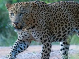 अलवर के आबादी क्षेत्र में सड़क किनारे तेंदुआ दिखने से मचा हड़कंप