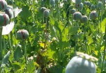 चित्तौड़गढ़ में 5000 से अधिक अफीम के अवैध पौधे और अफीम भी बरामद