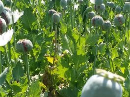 चित्तौड़गढ़ में 5000 से अधिक अफीम के अवैध पौधे और अफीम भी बरामद