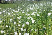 भीलवाड़ा : गेहूं की आड़ में की जा रही अफीम की खेती का खुलासा