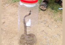 धौलपुर : सर्पदंश पीड़िता के साथ सांप पकड़कर अस्पताल पहुंचे परिजन