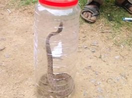 धौलपुर : सर्पदंश पीड़िता के साथ सांप पकड़कर अस्पताल पहुंचे परिजन