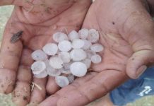 राजस्थान में ओलावृष्टि और भारी बारिश से फसलों को व्यापक नुकसान