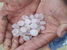 राजस्थान में ओलावृष्टि और भारी बारिश से फसलों को व्यापक नुकसान