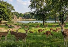 सुप्रीमकोर्ट ने हौज खास स्थित डियर पार्क से हिरणों को राजस्थान स्थानांतरित करने की अनुमति दी