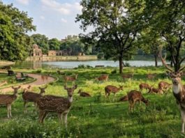 सुप्रीमकोर्ट ने हौज खास स्थित डियर पार्क से हिरणों को राजस्थान स्थानांतरित करने की अनुमति दी