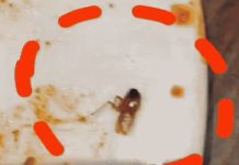 चिकन बिरयानी में निकला कॉकरोच, सिटी मॉल में मचा हड़कंप