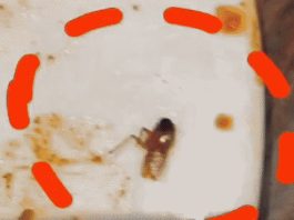 चिकन बिरयानी में निकला कॉकरोच, सिटी मॉल में मचा हड़कंप