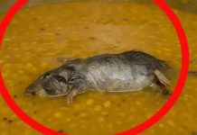 अलवर : राजकीय उच्च प्राथमिक विद्यालय में मिड-डे मील की दाल में निकला मरा चूहा