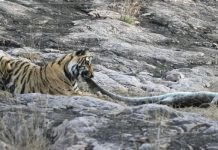 रणथम्भौर में बाघिन द्वारा विशाल मगरमच्छ का शिकार करते देख पर्यटक रोमांचित