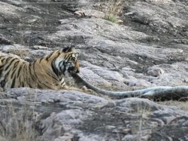 रणथम्भौर में बाघिन द्वारा विशाल मगरमच्छ का शिकार करते देख पर्यटक रोमांचित
