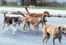 होशियारपुर में आवारा कुत्तों के झुंड ने 8 वर्षीय बालिका को नोच-नोचकर मार डाला