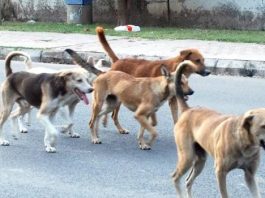 होशियारपुर में आवारा कुत्तों के झुंड ने 8 वर्षीय बालिका को नोच-नोचकर मार डाला