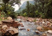 बारिश के कारण सरिस्का के जंगलों में पर्यटकों के प्रवेश पर आंशिक प्रतिबंध