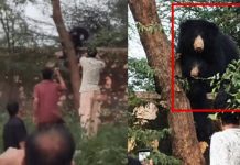सवाई माधोपुर : मादा भालू के पास सेल्फी लेने पहुंचने से आक्रामक हुई भालू
