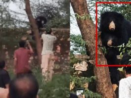 सवाई माधोपुर : मादा भालू के पास सेल्फी लेने पहुंचने से आक्रामक हुई भालू