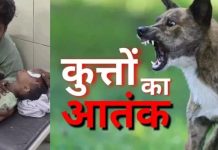 अलवर के कठूमर में आवारा कुत्ते के हमले में बालिका घायल